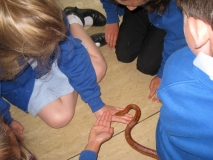 Acomb Pets_10