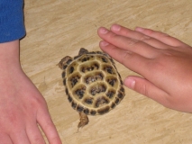 Acomb Pets_12