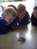 Y4 Creatures 2