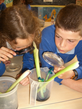 Y5 Celery 1
