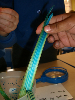Y5 Celery 2